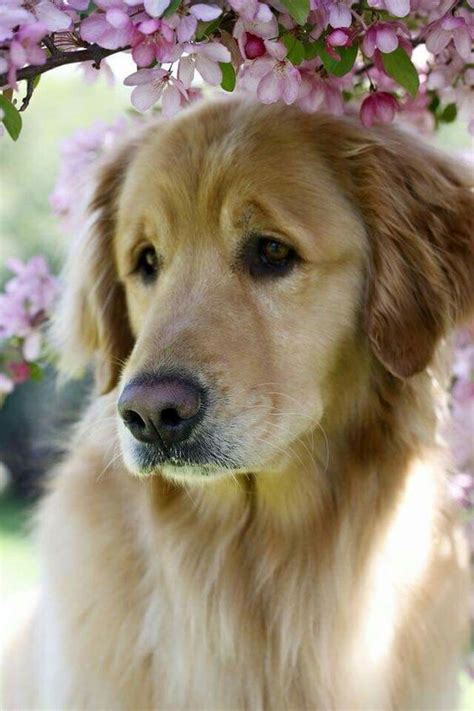 Complete health large breed puppy derives the bulk of its animal protein from fresh chicken as well as chicken meal and salmon meal. Pin by Marc Higashi on Golden Retriever ~ 5 | Golden ...