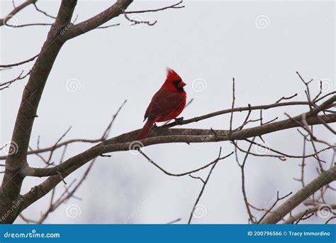 A Male Northern Cardinal Sitting On A Bare Branch Of A Maple Tree Stock