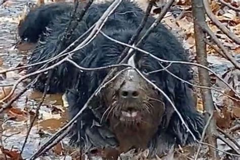 Bernese Mountain Dog Takes A Mud Bath While Hiking In Hilarious Tiktok
