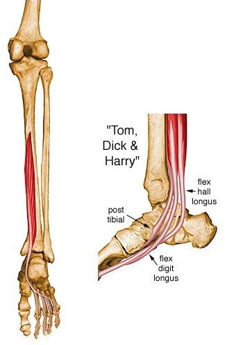 However, these muscles do influence our ability to produce forward propulsion from one stride into the next, highlighting their role in bipedal locomotion. Flexor digitorum longus (S2) - Anatomy - Orthobullets