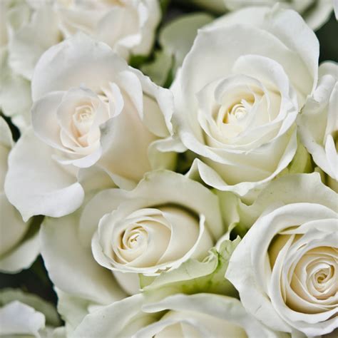 50 Gambar Mawar Putih Yang Cantik Explore It