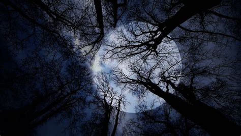 Time Lapse Of Moon Night Sky Spooky Trees Silhouette Darkness Scary
