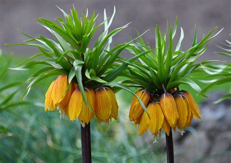 Yellow Fritillaria Imperialis Butchart Gardens Central Sa Flickr