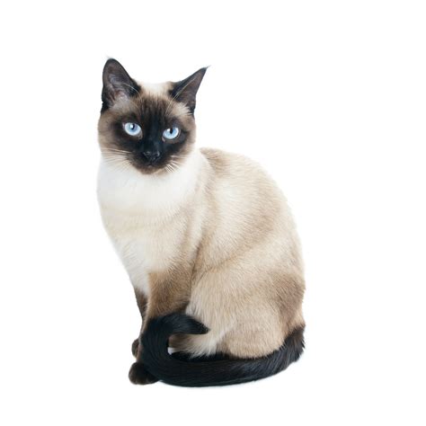 The Ideal Pet The Siamese Cat Catsinfo