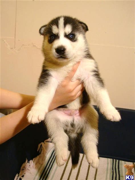 Check them out to find your new husky! Siberian Husky cross Labrador puppies for sale. w 23753