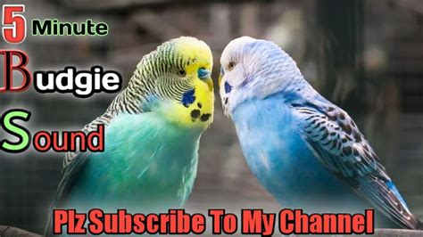 5 Minute Of Budgies Parakeets Birds Singing Parrots Sound Effect