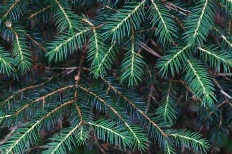 Maybe you would like to learn more about one of these? How to Identify Types of Pine Trees | Hunker