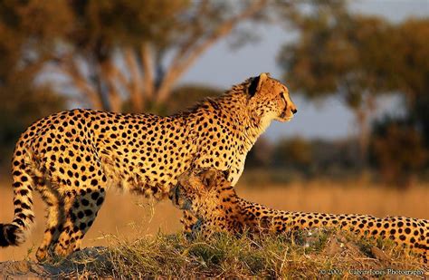 We've made an a to z list of african animals to look out for on your next trip to africa. African Animals For Kids | List of 8 African Animals