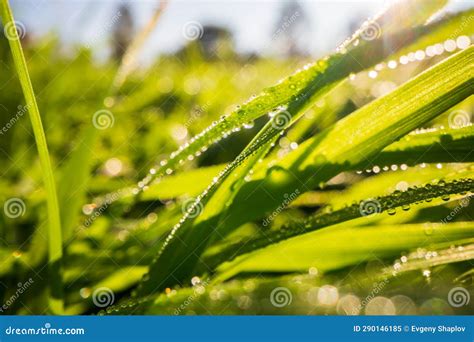 Closeup Of Lush Uncut Green Grass With Drops Of Dew In Soft Morning Light Beautiful Natural