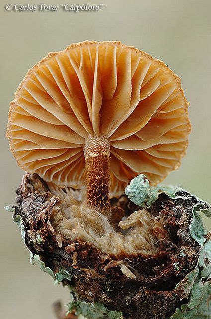 Phaeomarasmius Erinaceus Stuffed Mushrooms Mushroom Fungi Fungi