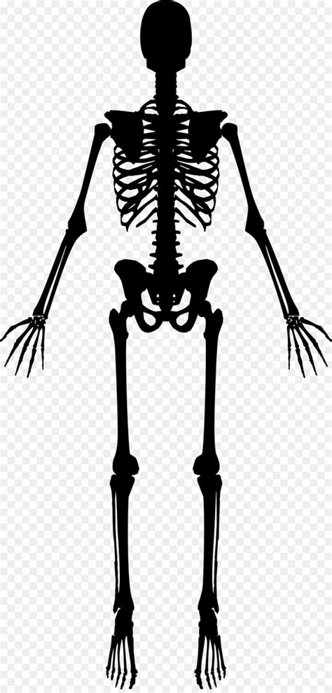 Human Skeleton Vector at Vectorified.com | Collection of Human Skeleton ...