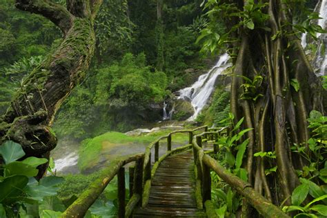 Tree With Wooden Bridge With Waterfall Background Free Download