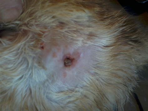 An abscess is one of the most common skin problems in cats. Cats: Photos + The Ordeal Of Treating The Hole I Found