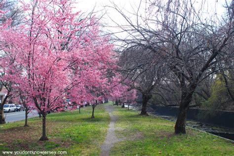 Branch Brook Parks Cherry Blossoms Getting A Head Start This Year In