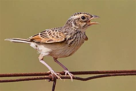 Branjangan merupakan burung yang memiliki suara dengan varian unik. Daftar Harga Burung Branjangan Terbaru 2021 (Update!)