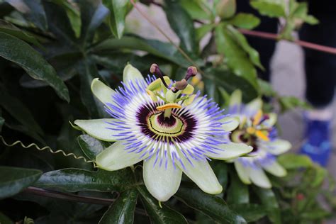 Beauty In Nature 5k Freshness Flower Plant Inflorescence Blue