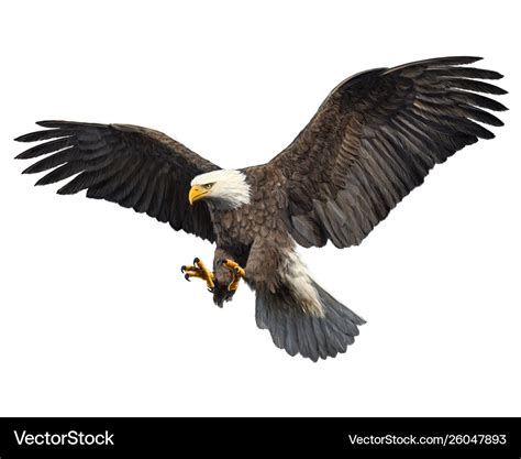 Bald Eagle Attack Swoop Royalty Free Vector Image