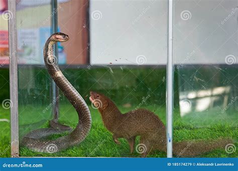 King Cobra Against Mongoose At The Zoo Editorial Stock Image Image Of