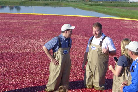 Cranberry Growers Might Contribute More Funding For Uw Research Wpr