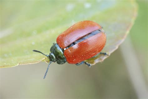 Red Bug Free Stock Photo Public Domain Pictures