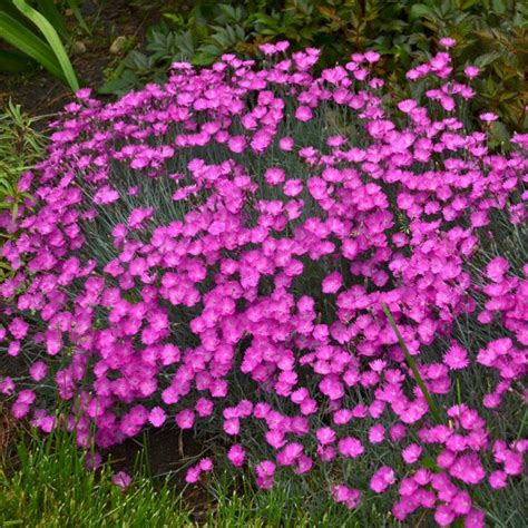 Growing Dianthus Plants The Ultimate Care Guide Garden Design