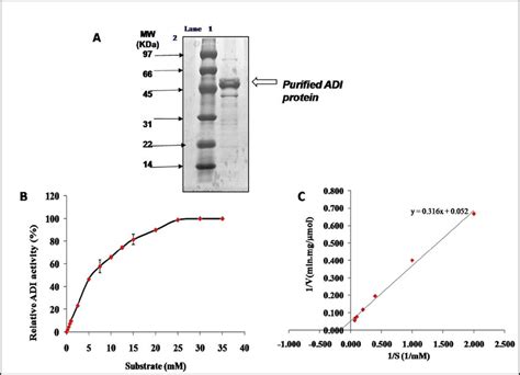 A Sds Page Of The Purified Adi From Pseudomonas Putida B Effect Of
