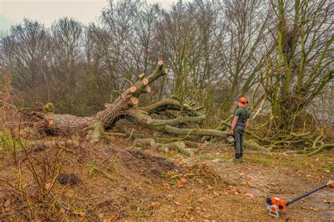 Fallen Large Tree In The Forest Being Chopped Up Editorial Stock Image