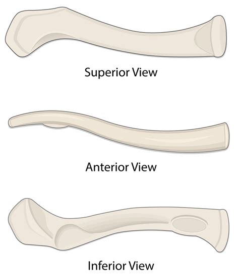 Clavicle Bone Lesson Human Bio Media