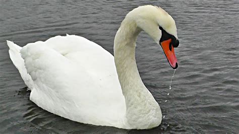 Lifespan, distribution and habitat map, lifestyle and social behavior, mating habits, diet and nutrition, population size and status. Swanpool Swans - Mute Swan - YouTube