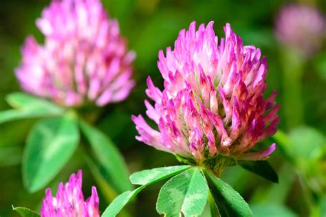 All About Red Clover Minneopa Orchards