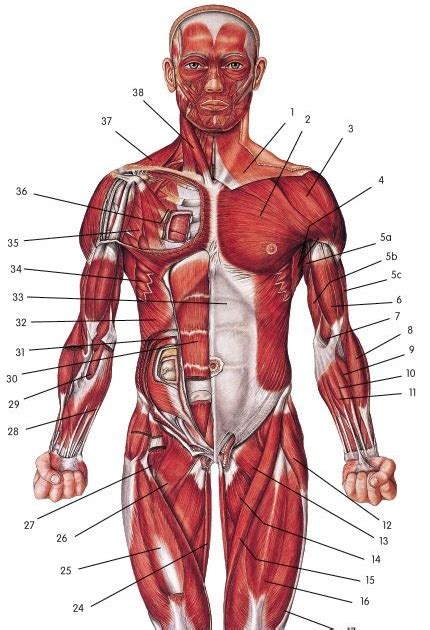 Female Body Diagram Muscles Human Female Muscular System Clinical