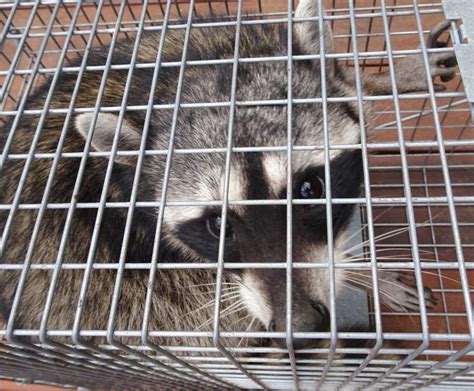 Raccoon Removal Raccoons In Attic Damage Repair Springfield Ma