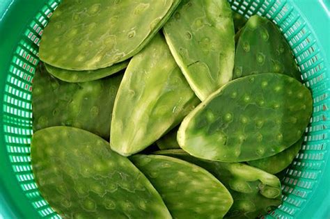 It grows in tropical rainforests. The Healing Properties of Prickly Pear - Step To Health