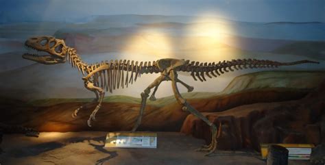 Historia Universal Para Principiantes Dinosaurios En El Museo