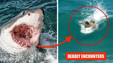 Australias Worst Shark Attack Stories Youtube
