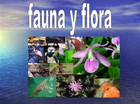Fauna Y Flora