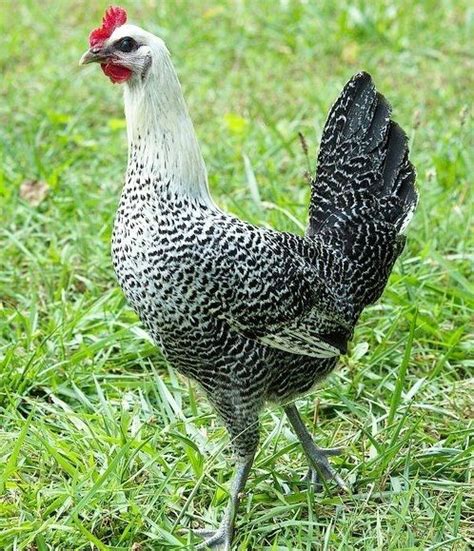 Egyptian Fayoumi Chicken Breeds Beautiful Chickens Chickens