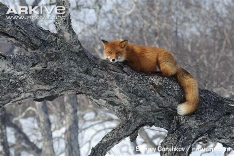 161 Best Images About Red Foxes 2 On Pinterest Animal