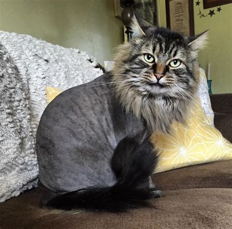 Maine coons are pretty relaxed cats about most things but from a breed prospective there is simply no way to tell. I look fresh with my new lion cut - can we say meow - Cute ...