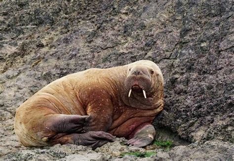 13 Things Walruses Like To Eat Diet And Facts
