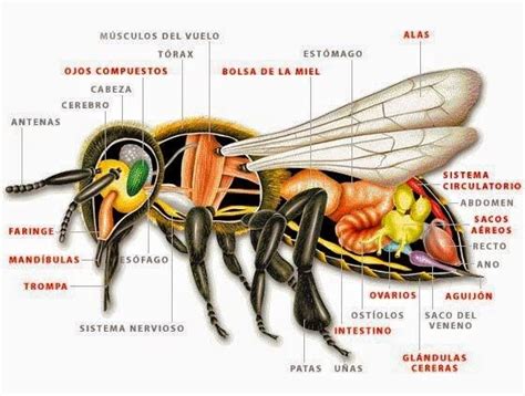 AnatomÍa De La Abeja MelÍfera Anatomy Of The Bee Honey Abejas