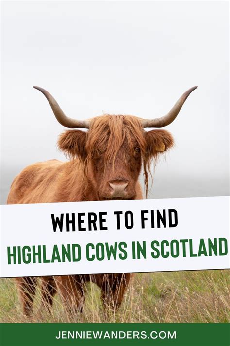 Where To Find Highland Cows In Scotland 2023 Highland Cattle Artofit