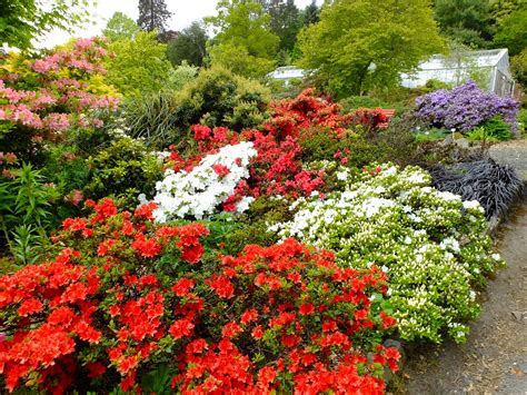 Ma ona jeszcze mniejsze kuzynki, a wśród nich najpiękniejsza rudbekia purpurowa. Kwiaty Ogrodowe