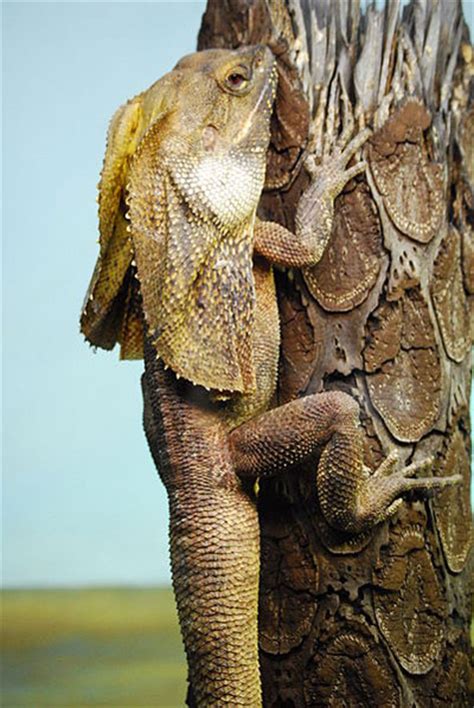 Frilled Lizard Learn About Nature