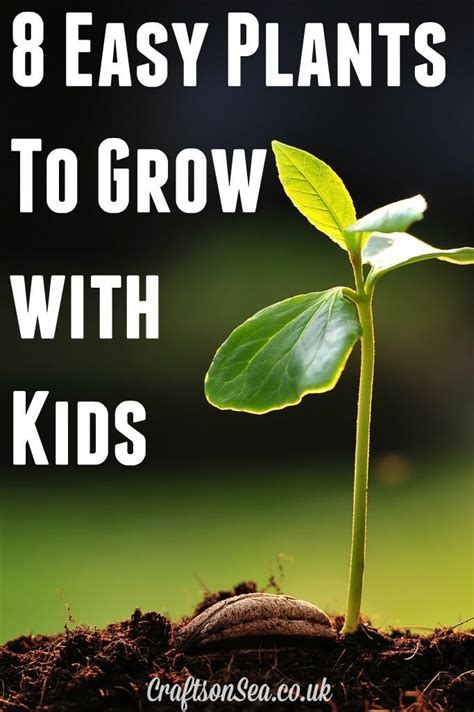 8 Easy Plants To Grow With Kids Crafts On Sea Easy Plants To Grow