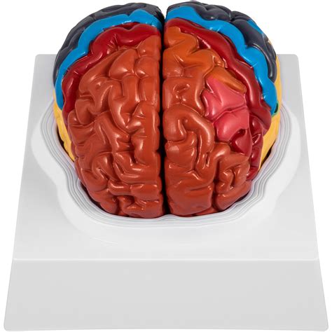 Buy Vevor Human Brain Model Anatomy Part Model Of Brain Color Coded Life Size Human Brain