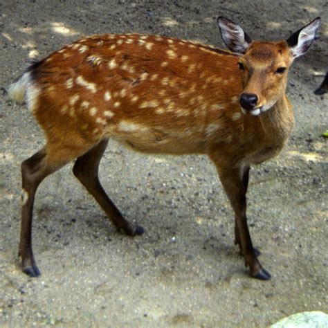 Sika Deer Encyclopedia Of Life