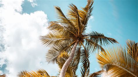 Summer Palm Tree Blue Sky