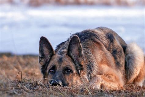 German Shepherd Police Dog Wallpaper ·① Wallpapertag