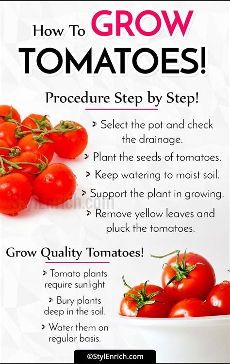 Welcome To Gabriel Atanbiyi Blog How To Grow Tomatoes Step By Step